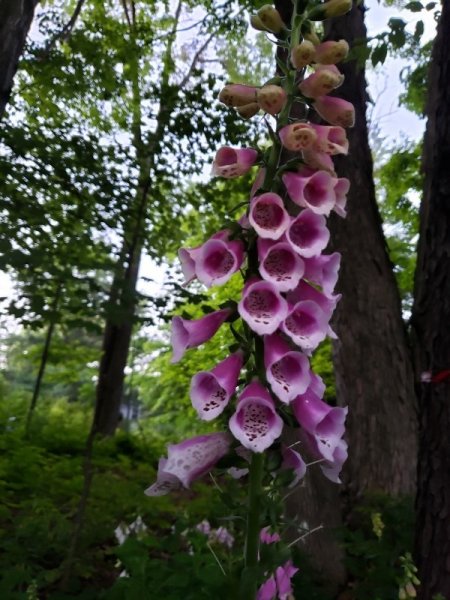 foxglove - deep pink cls.jpg