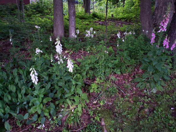 foxglove bed.jpg