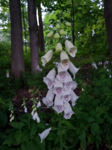 foxglove - light pink.jpg