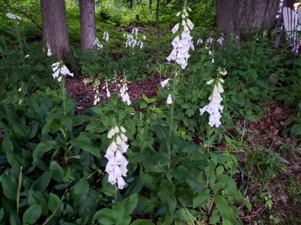 foxglove bed-light pink.jpg