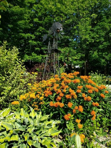 Butterfly weed end of June.jpg