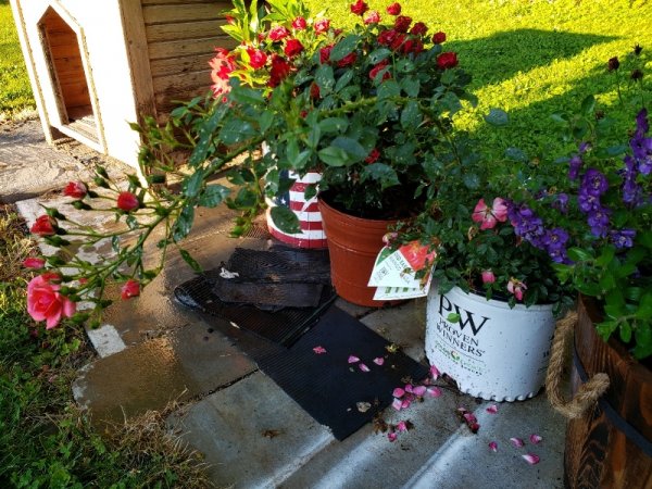 rose in bucket with sport.jpg