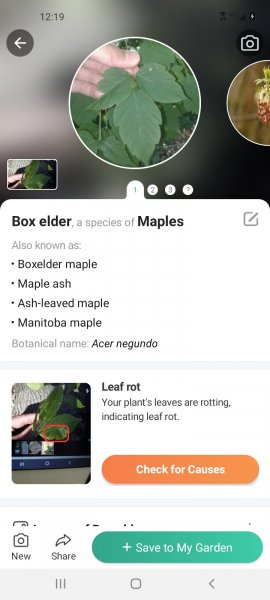 Screenshot_20220712-121949_PictureThis.jpg