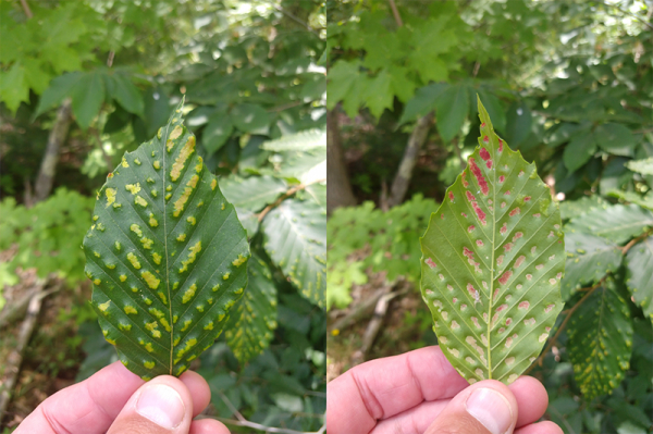 beech_leaf_disease_lookalike_erineum_gall.png