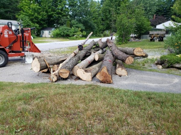 tree trunks - 13 on driveway.jpg