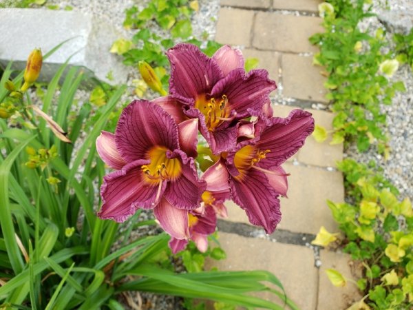 Lily-purple rebloomer.jpg