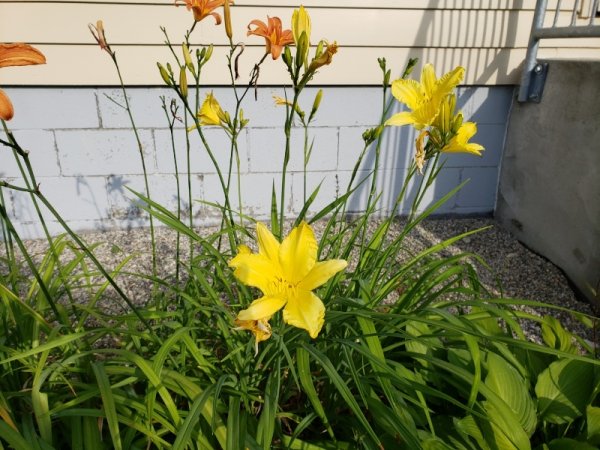 lily-yellow by steps.jpg