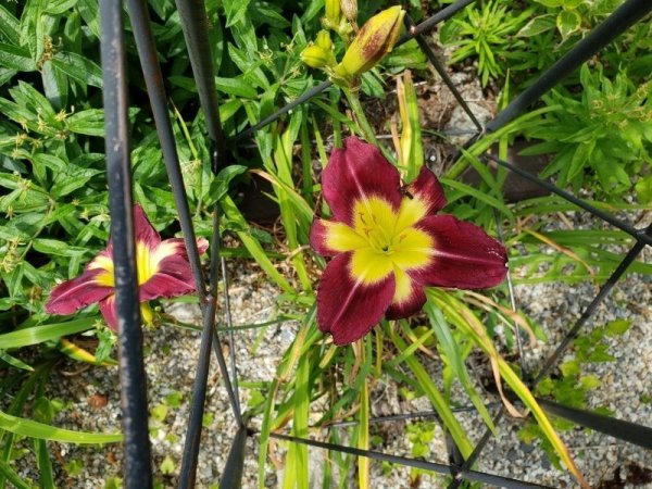 Lily - red with yellow center-trnd.jpg