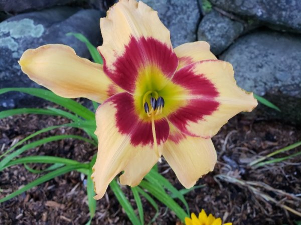 lily - peach with red ring roadside.jpg