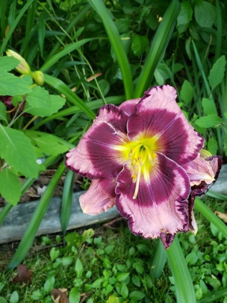 lily - raspberry in shrub.jpg