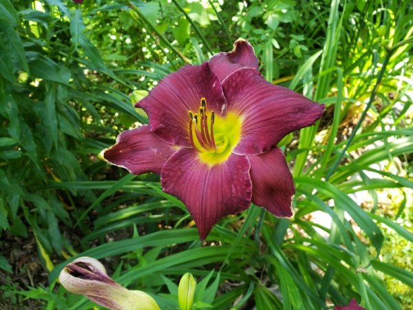 lily - red in shrub.jpg