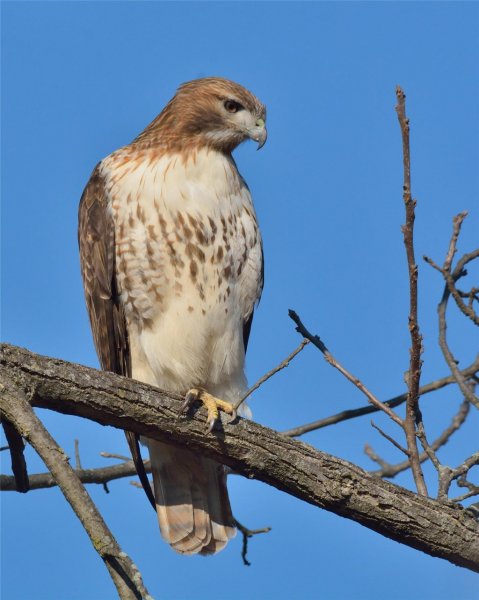 DSC-4190-red-tailed-hawk-03-01-20-bill-moses.jpg