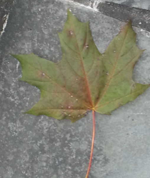 2014-11-01 16.52.26.png