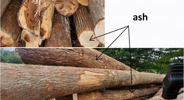 ash.jpg