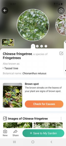 Screenshot_20220907-105702_PictureThis.jpg