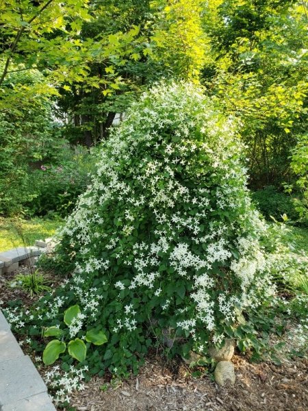 Clematis - sweet autumn from north side.jpg