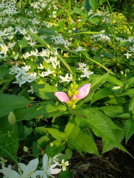 trutle head within clematis.jpg