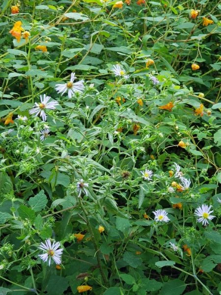 New england aster and jewel weed.jpg