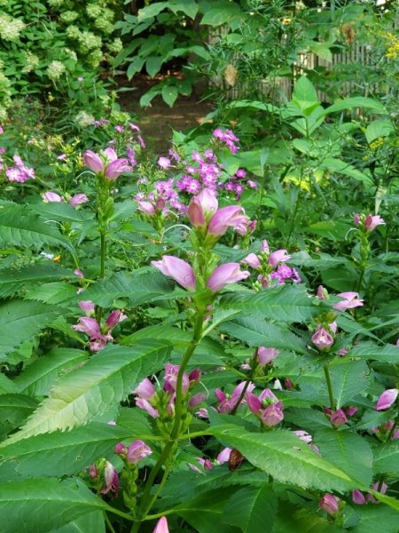 Turtle heads and phlox shade garden.jpg