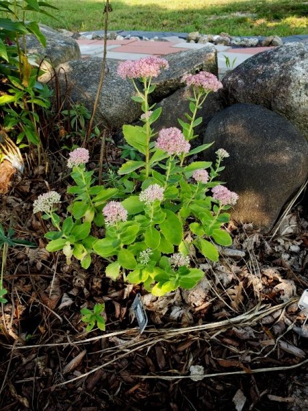 Sedum start of flush.jpg