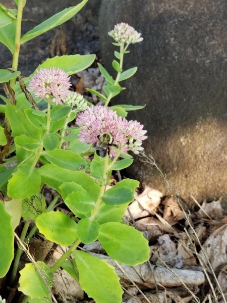 Sedum with bee.jpg