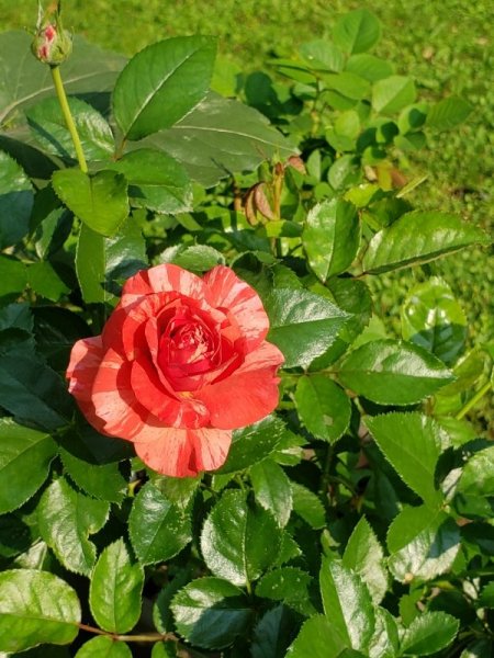 Rose - Frida Kahlo first flower.jpg