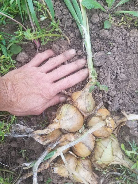 Potato onions.jpg