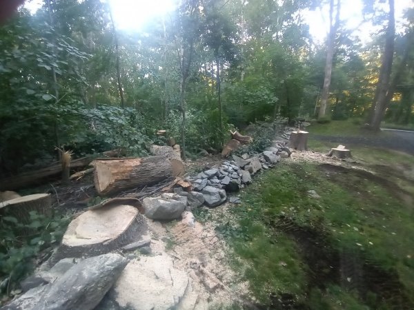 3 trees street view.jpg