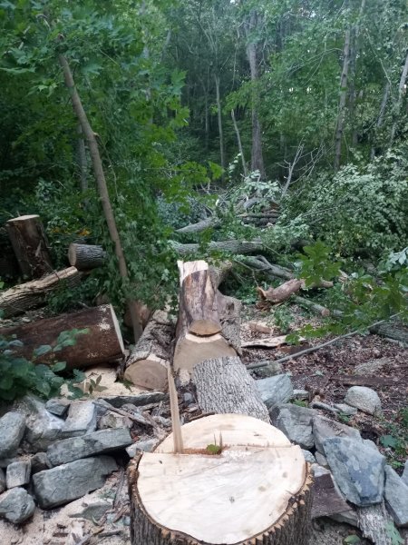 3 trees near road.jpg