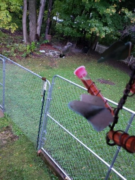 hummingbird feeder with bird 5.jpg