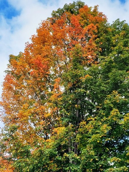 Autumn maple tree 9-29-22.jpg