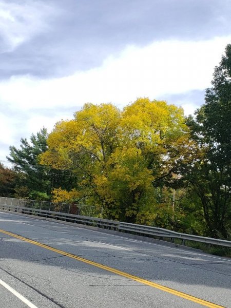 Trees changed to yellow on south side of road.jpg