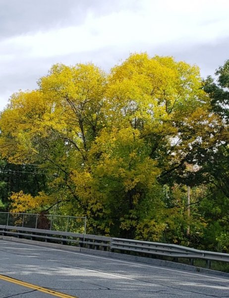 Trees changed to yellow on south side of road-crop.jpg