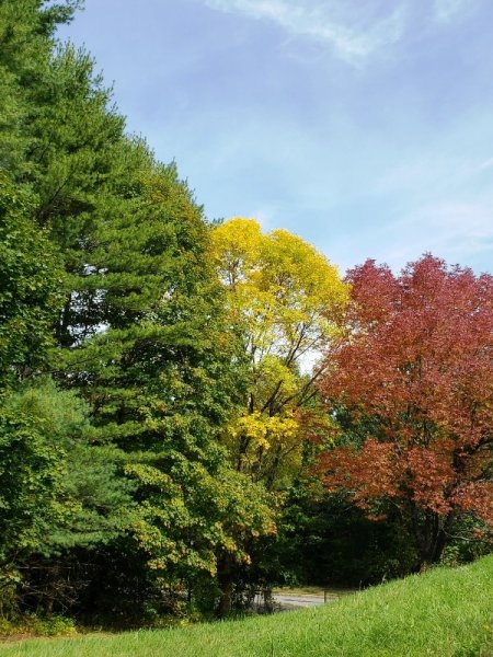 Trees changed to yellow on north side of road.jpg