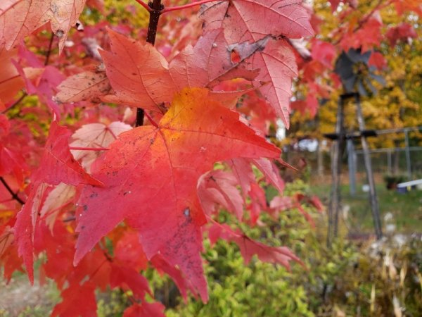 Burgundy Belle leaf.jpg