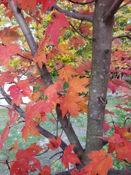 Burgundy Belle leaves.jpg