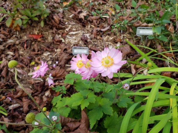 pincushion flowers-close.jpg