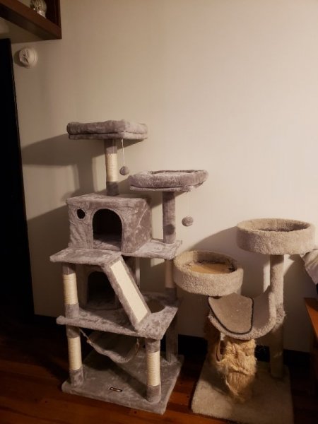 New cat tree next to old cat tree.jpg