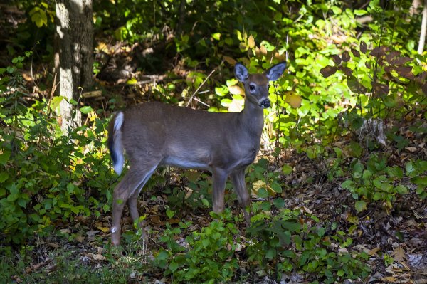 Bambi 200mm lens 10-9-2022.jpg