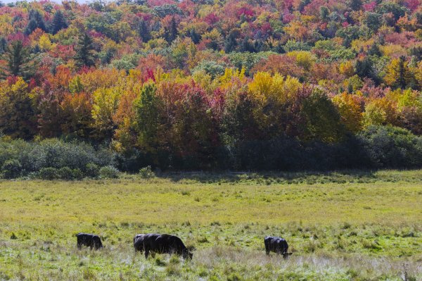 Cows Grazing 1.jpg