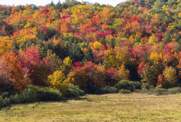 Foilage on Rt 101 between Marlboro and Dublin 10-07-2022.jpg