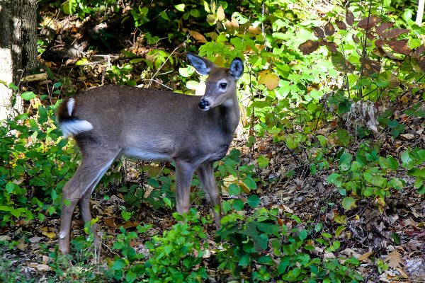 Yearling Deer.jpg