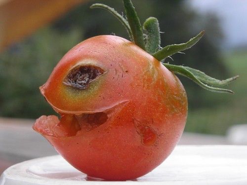 Tomato happy.jpg