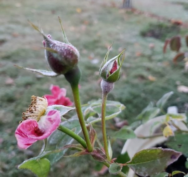 Rose - Frida Kahloe frosted buds.jpg