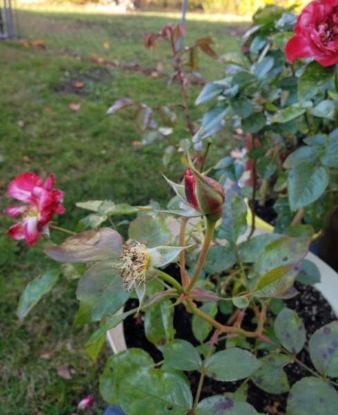 Rose - Frida Kahloe buds after frost melt.jpg