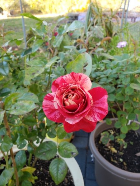 Rose - Frida Kahloe flower after frost melt.jpg