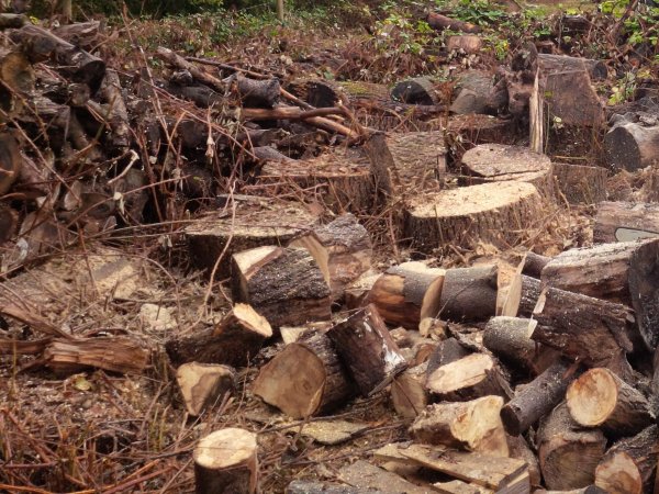 IMG_20141004_121507 (2).jpg