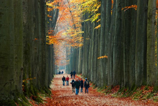 sonian-forest-brussels-belgium-autumn-walk-path.jpg