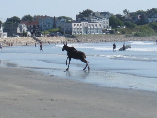 moose1.jpg
