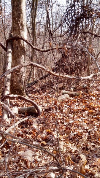 IMG_20141115_122535_714.jpg